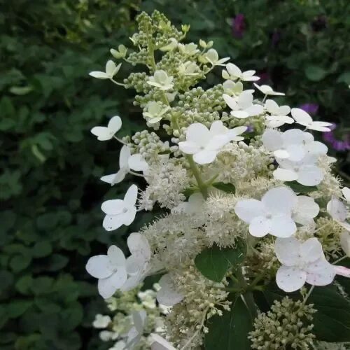 Мотыльковая гортензия фото Гортензия метельчатая Левана штамб - купить саженцы в садовом центре Gardenstree
