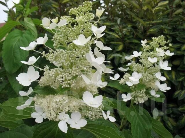 Мотыльковая гортензия фото Гортензия Киушу, саженцы, новый, в наличии. Цена: 550 ₽ во Владивостоке