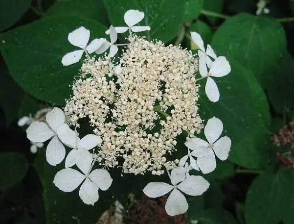 Мотыльковые гортензии сорта описание и фото Сорта мотыльковых гортензий: найдено 88 картинок