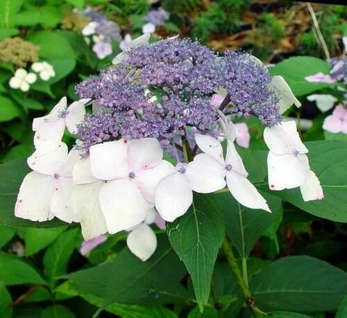 Мотыльковые гортензии сорта описание и фото mariesii lace cap hydrangea Hydrangea macrophylla, Planting hydrangeas, Hydrange