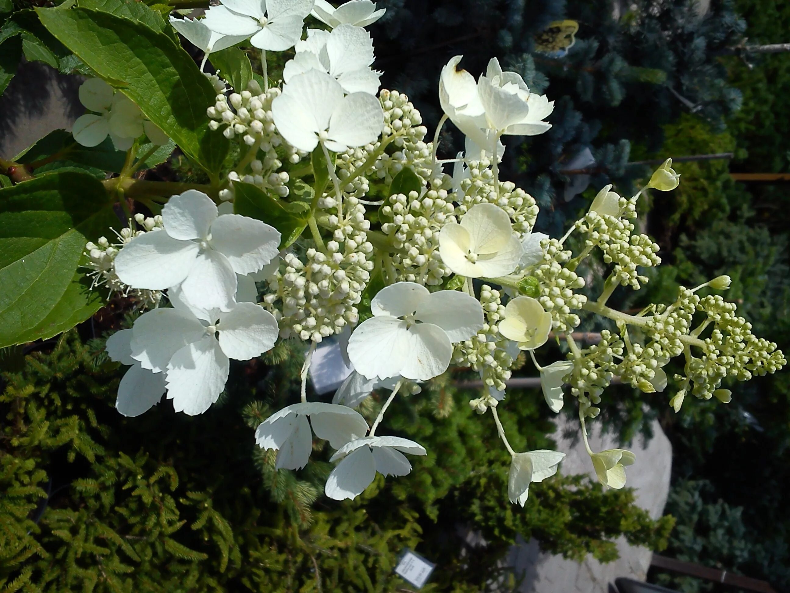 Мотыльковые гортензии сорта описание и фото Гортензия метельчатая "White Lady" Euro-plant