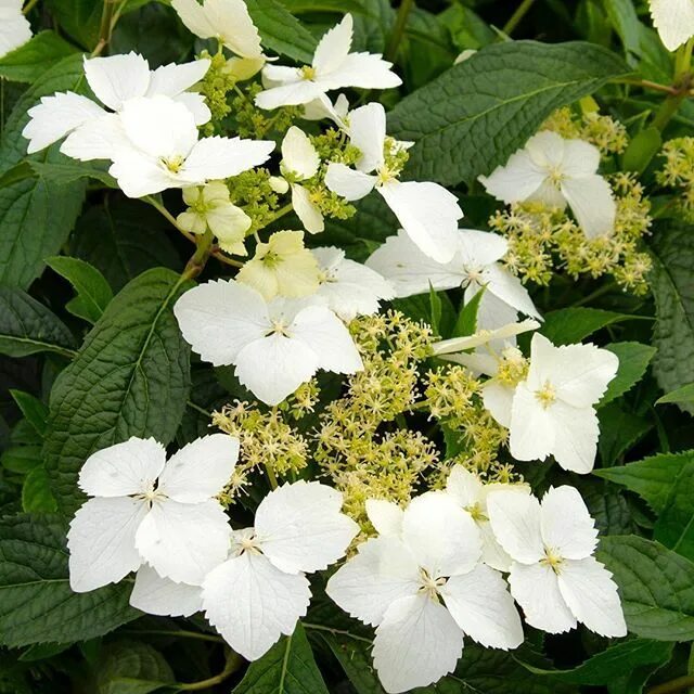 Мотыльковые гортензии сорта описание и фото Better gardeners know that fall is the BEST time to plant trees and shrubs (like