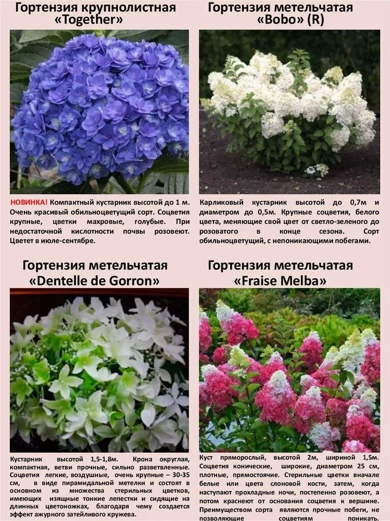 Мотыльковые сорта гортензии метельчатой фото и описание Вид метельчатой гортензии Кэндлайт: кислотность почв, посадка и и уход