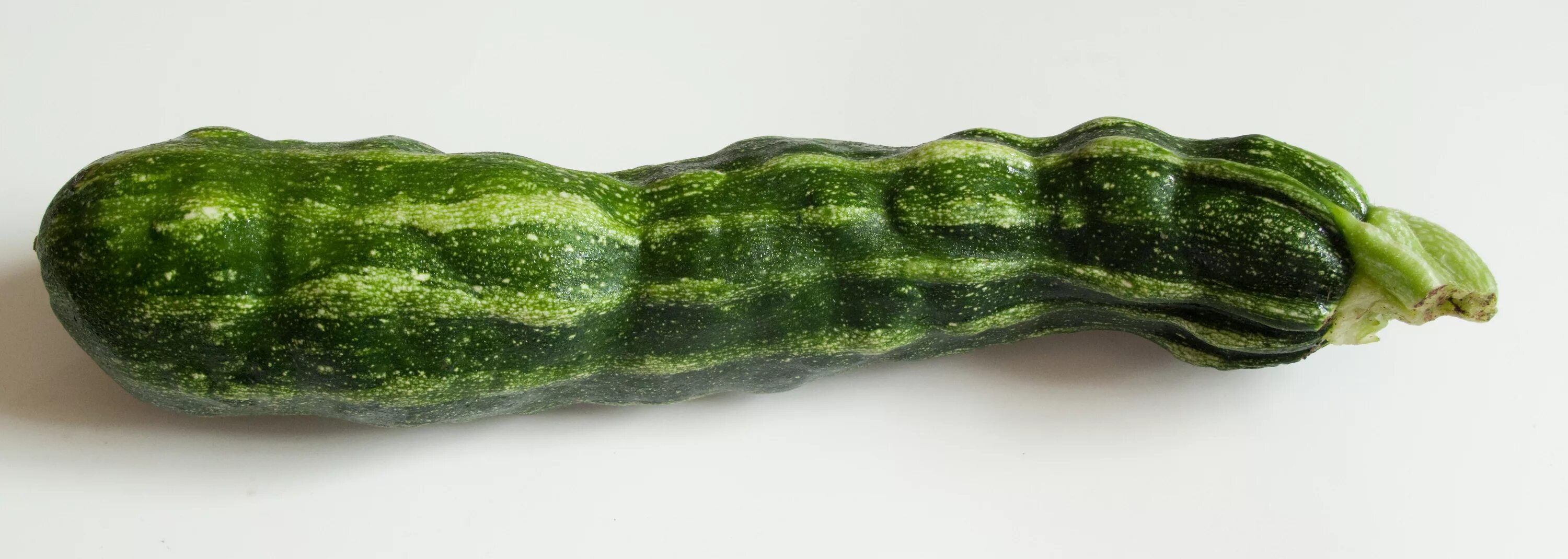 Мозаика кабачков фото File:Zucchini with Zucchini Yellow Mosaic Virus.jpg - Wikimedia Commons