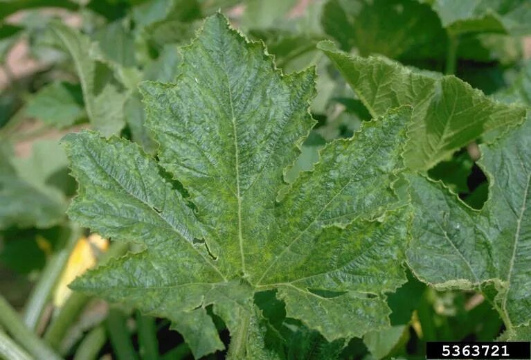 Мозаика кабачков фото Cucumber Diseases and Pests, Description, Uses, Propagation