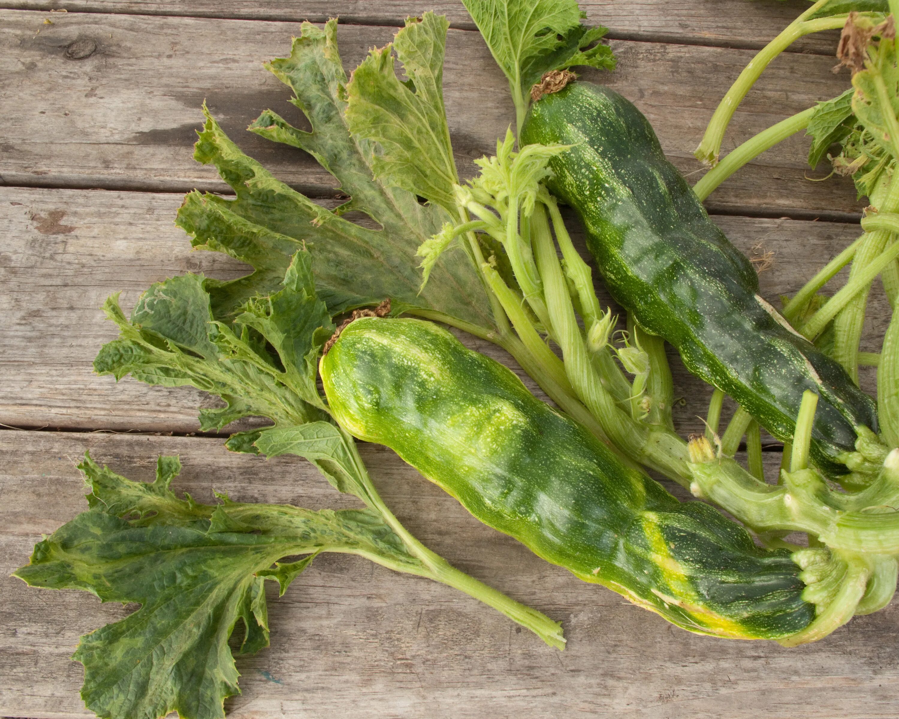 Мозаика кабачков фото File:Zucchini yellow mosaic virus fruits and leaves.jpg - Wikimedia Commons