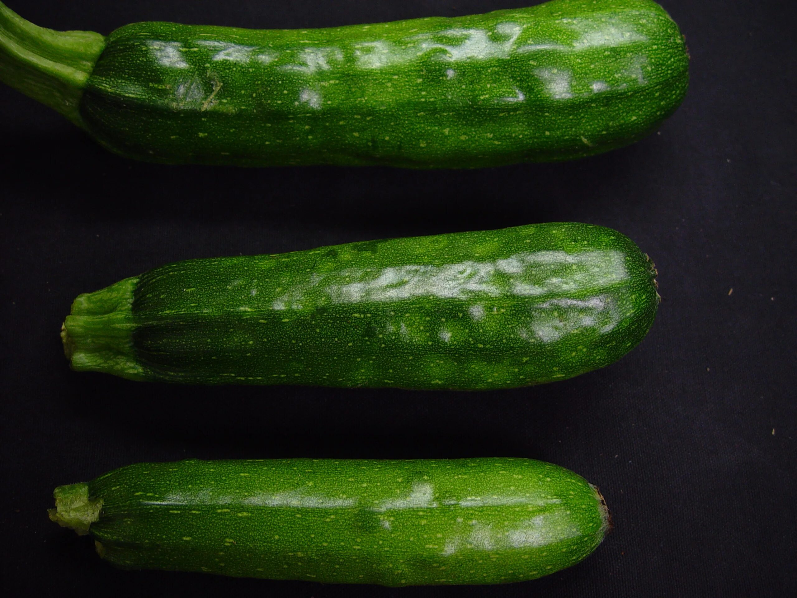 Мозаика кабачков фото Squash Mosaic Virus (SqMV) - Plant & Pest Diagnostics