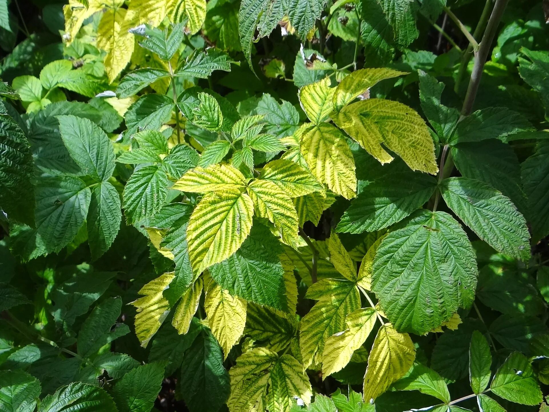 Мозаика малины фото File:Raspberry vein chlorosis virus NT5 (3).jpg - Wikimedia Commons