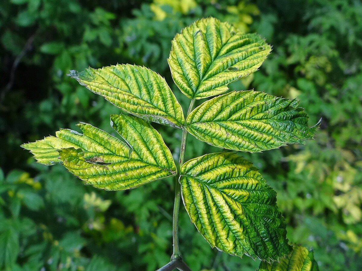 Мозаика малины фото File:Raspberry vein chlorosis virus NT5 (2).jpg - Wikipedia