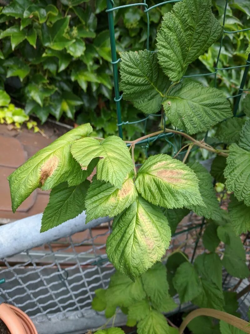 Мозаика малины фото raspberries - Raspberry leaves going brown in the centre - Gardening & Landscapi