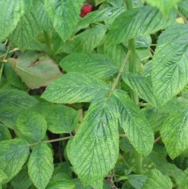 Мозаика на малине фото и описание Болезни малины Результаты поиска АППЯПМ Plant leaves, Garden, Plants