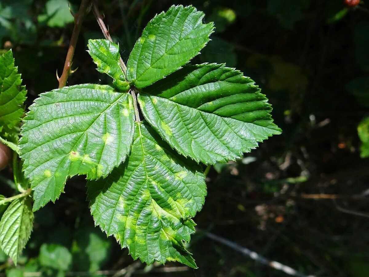 Мозаика на малине фото и описание Файл:Raspberry mosaic virus a1 (2).jpg - Вікіпедія