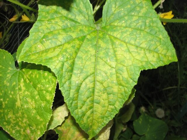 Мозаика огурца фото mosaic virus