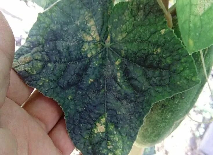 Мозаика огурца фото Мозаика на огурцах: лечение, чем обработать, профилактика Plant leaves, Leaves, 