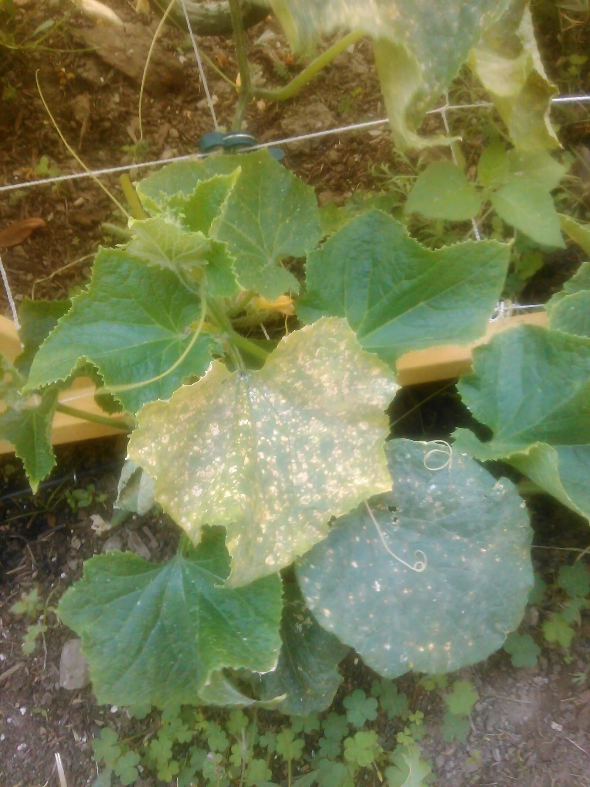Мозаика огурца фото diseases - Is this the cucumber mosaic virus? - Gardening & Landscaping Stack Ex