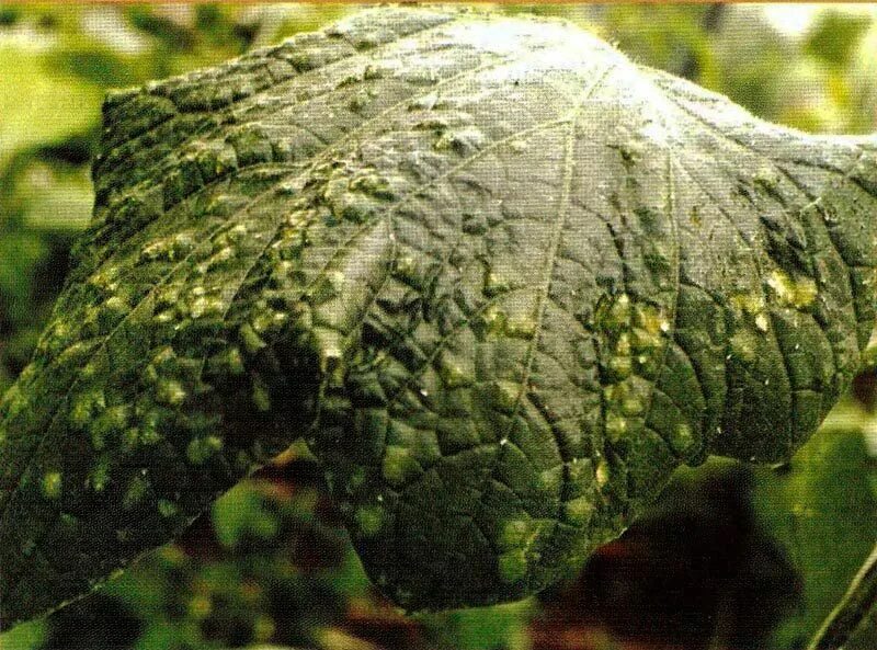 Мозаика огурца фото Мозаика огурцов - AgroFlora.ru