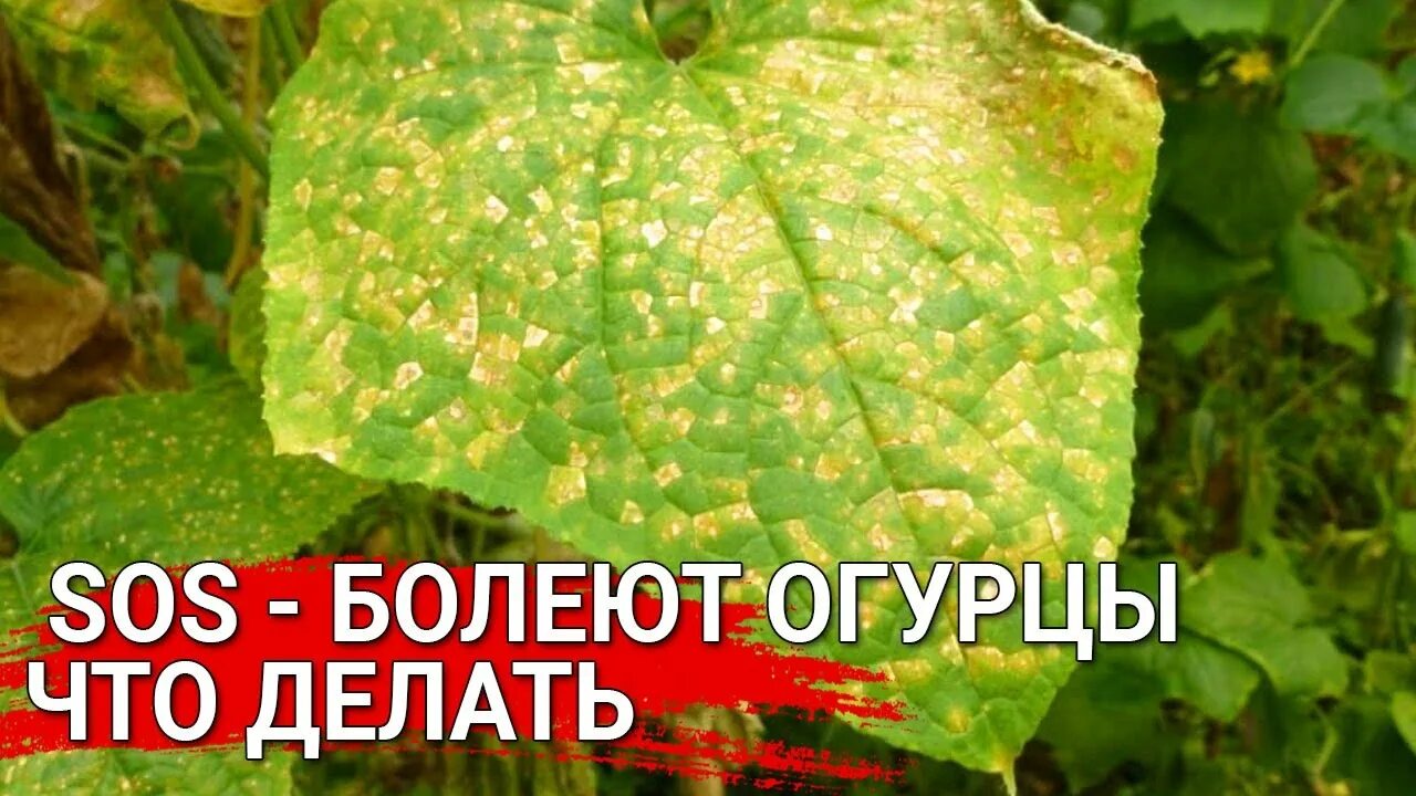 Мозаика огурцов фото SOS - болеют огурцы что делать - YouTube