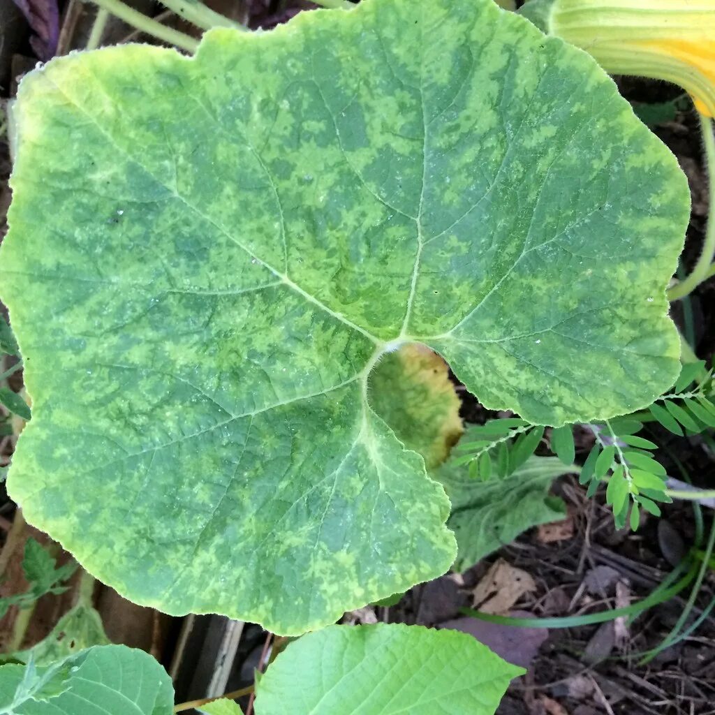 Мозаика огурцов фото Cucumber mosaic, caused by Cucumber mosaic virus (CMV) Flickr