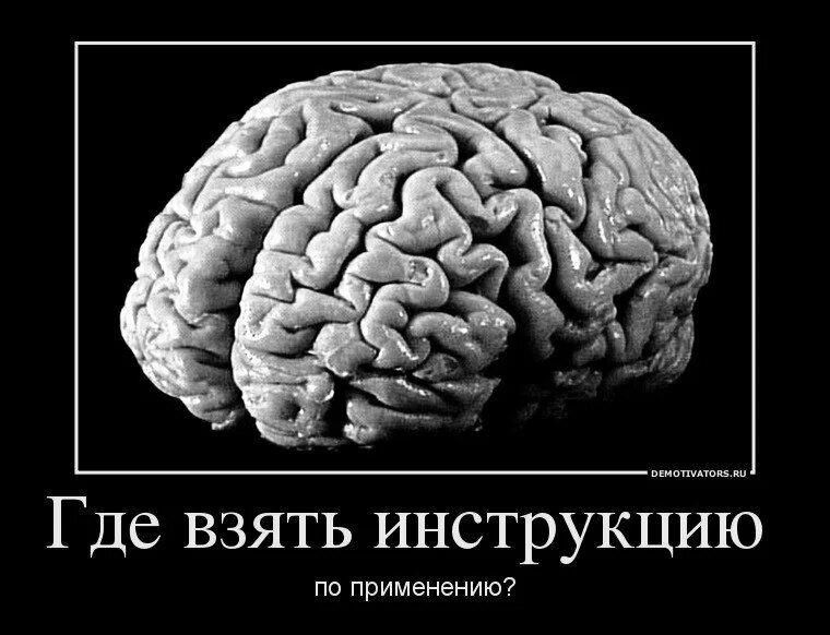 Мозг фото смешное Зачем мдюшатам интеллект на самом деле дан Синьорина ЧЕ и ее десант блондинок Дз