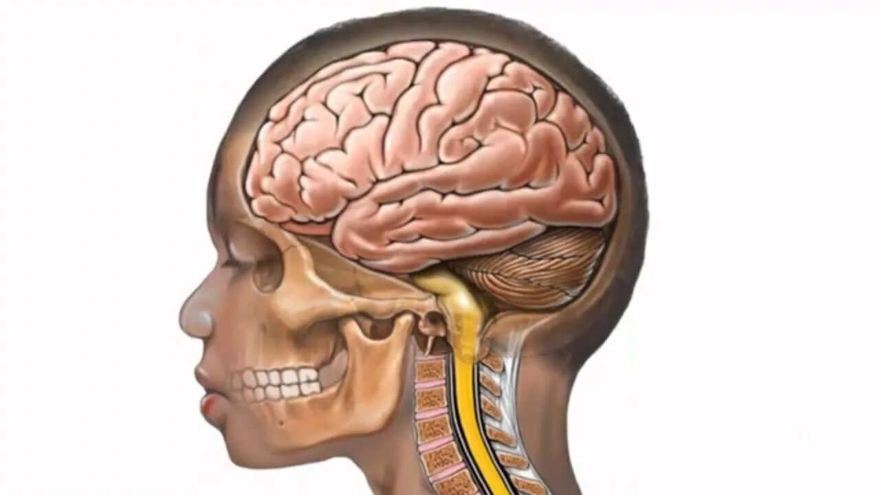 Мозг в черепе фото Coping With Attention Deficit Hyperactivity Disorder - YouTube