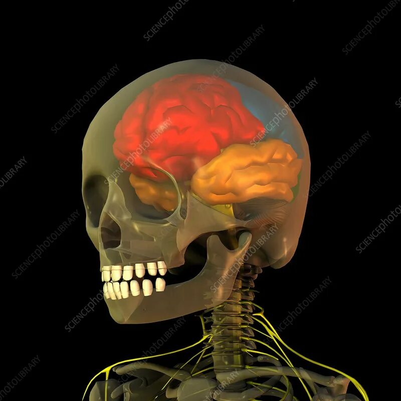 Мозг в черепе фото Skull and brain anatomy, artwork - Stock Image - C001/1752 - Science Photo Libra