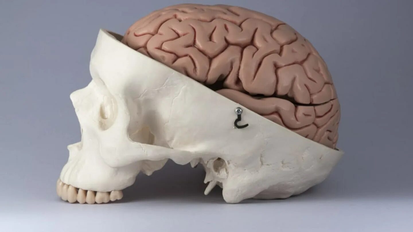 Мозг в черепе фото Tiny Tunnels Between Your Brain and Skull Help Fight Disease Mental Floss