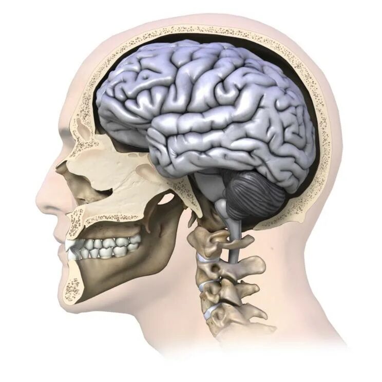 Мозг в черепе фото Patient receives 3-D printed skull after traumatic brain injury - Nexus Newsfeed