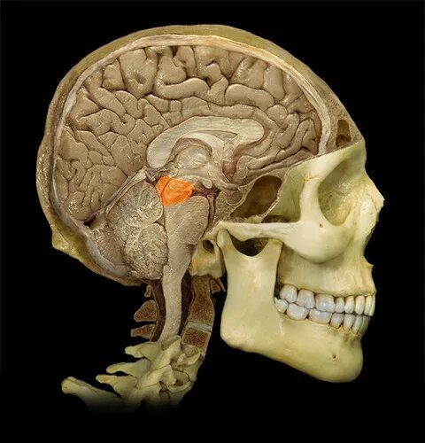 Мозг в черепе фото Brain Stem, Cerebellum, Limbic System Flashcards Quizlet