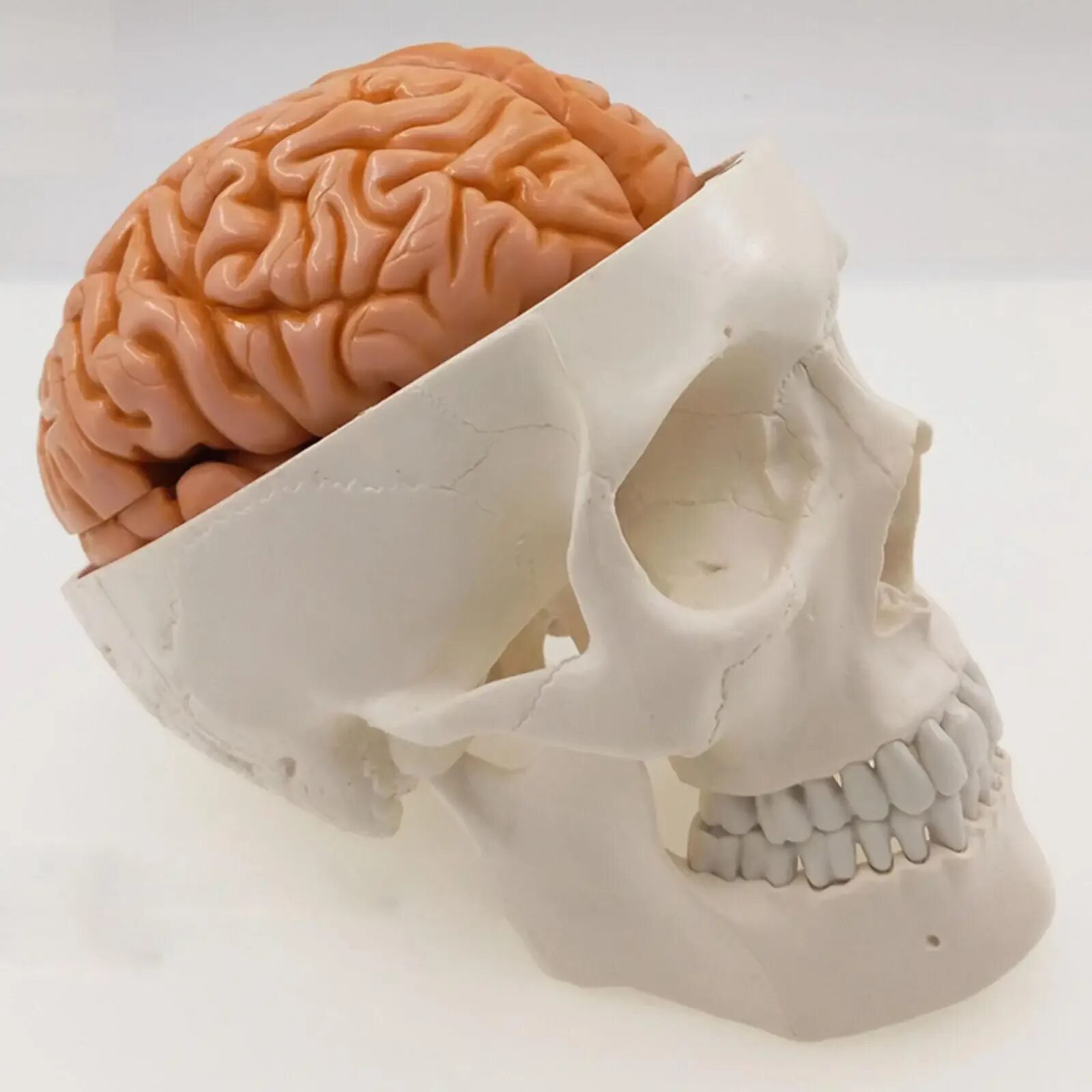 Мозг в черепе фото Life Size Human Skull 3 Parts With Brain 8 Parts Numbered Model For Medical Stud