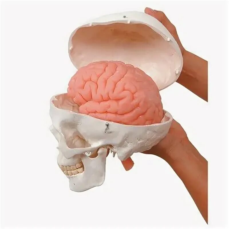 Мозг в черепе фото Human Skull Model with Brain, hands holding skull model in two pieces showing pi