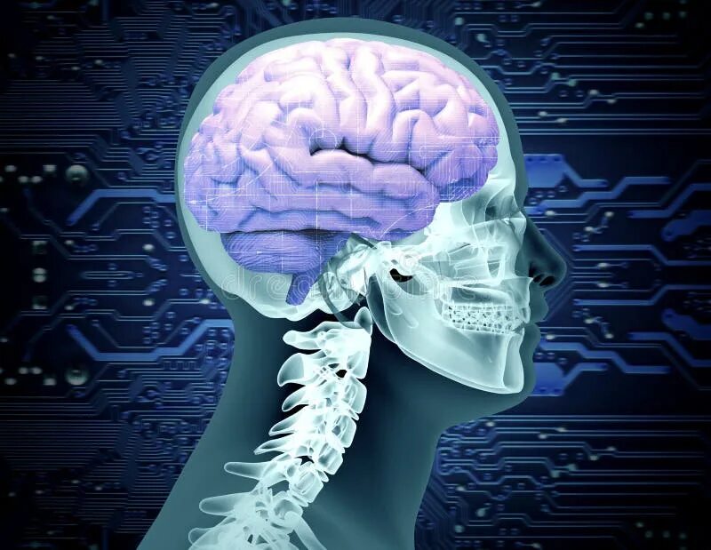 Мозг в черепе фото X-ray Image of a Scull with a Brain and Circuit Board Chip Stock Illustration - 
