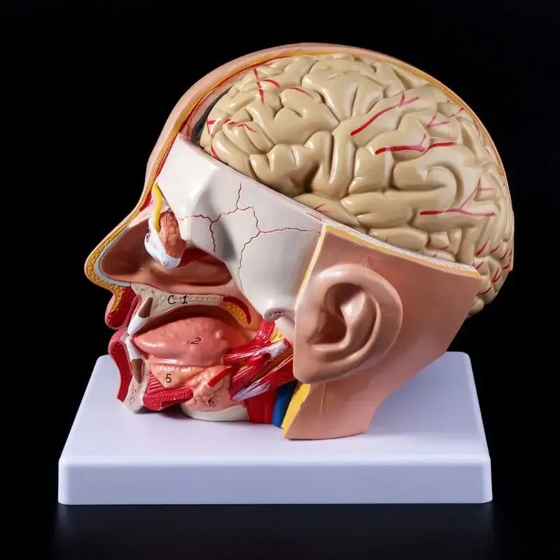 Мозг в черепе фото Human Anatomy Head Skull Brain Cerebral Artery Anatomical Model For Teaching Sta