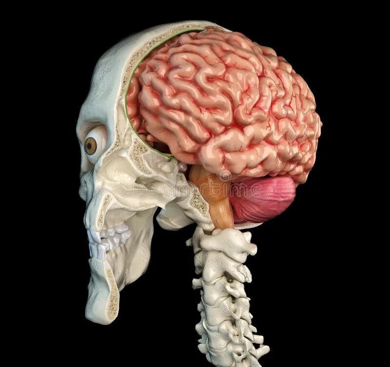 Мозг в черепе фото Human Skull Cross Section with Brain Stock Illustration - Illustration of isolat
