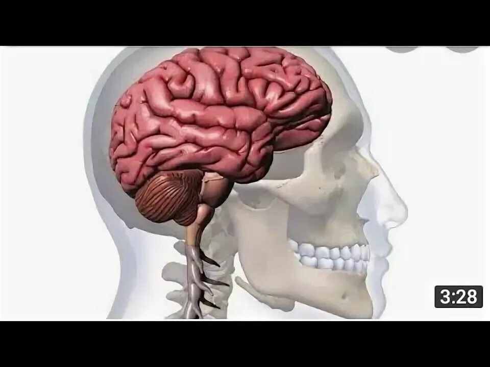 Мозг в черепе фото berg balance scale 5 part - YouTube