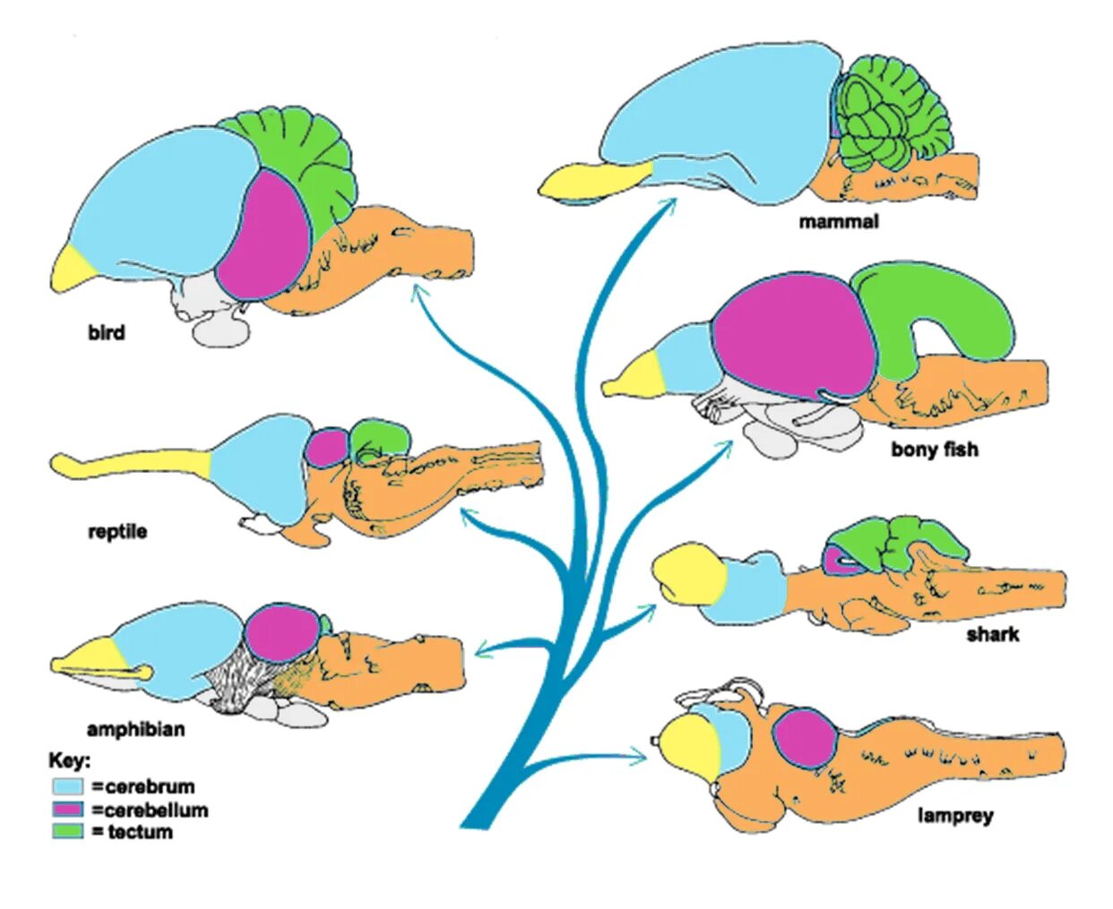 Мозг животных картинки Neuroscience avout: Brain evolution tree Reptilian brain, Evolution, Brain struc