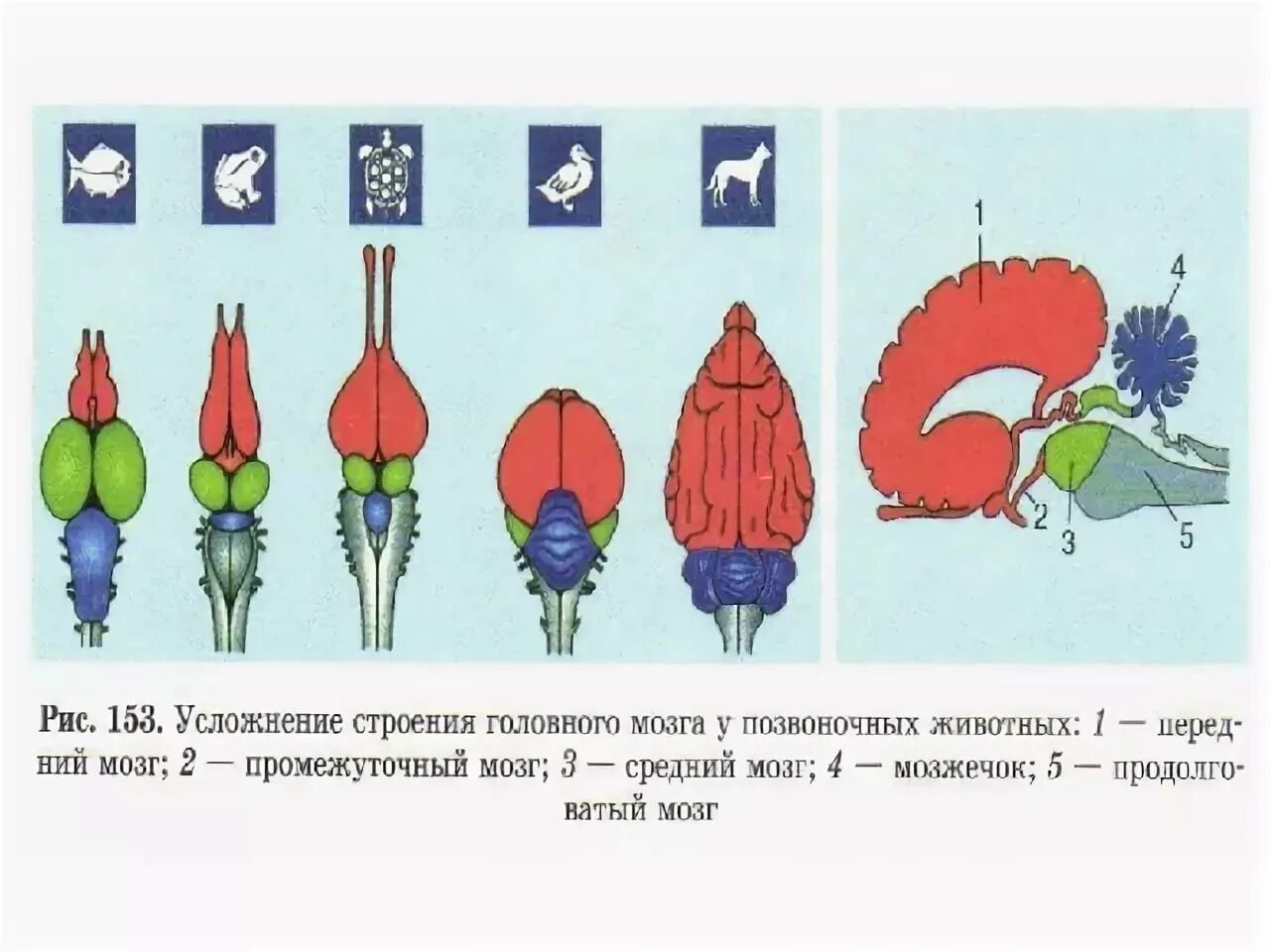 Мозг животных картинки Лабораторная работа Лабораторная работа Класс Костные рыбы (Osteichtyes).