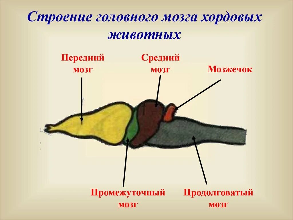 Мозг животных картинки Картинки КАКОЙ ОТДЕЛ ГОЛОВНОГО МОЗГА РАЗВИТ У МЛЕКОПИТАЮЩИХ