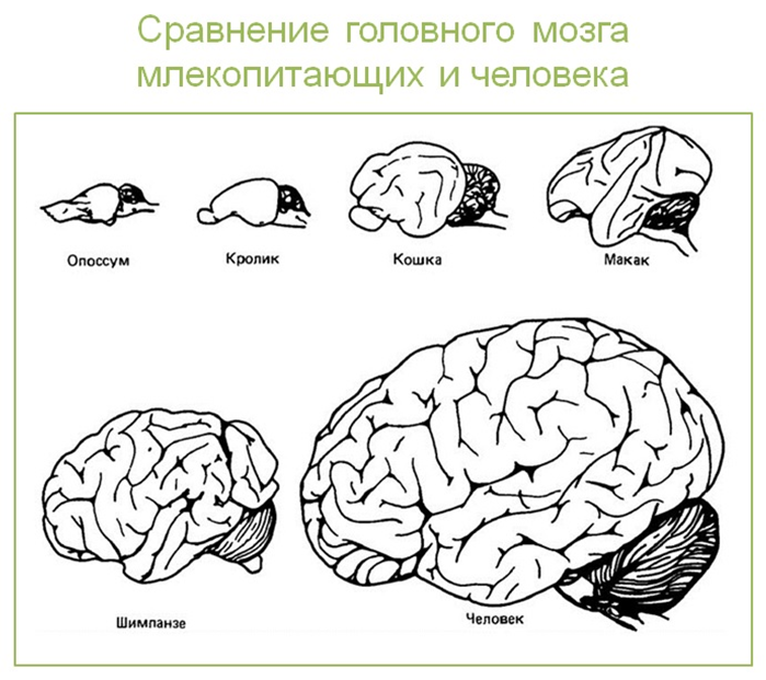 Мозг животных картинки Урок 8: Экология популяционная - 100urokov.ru