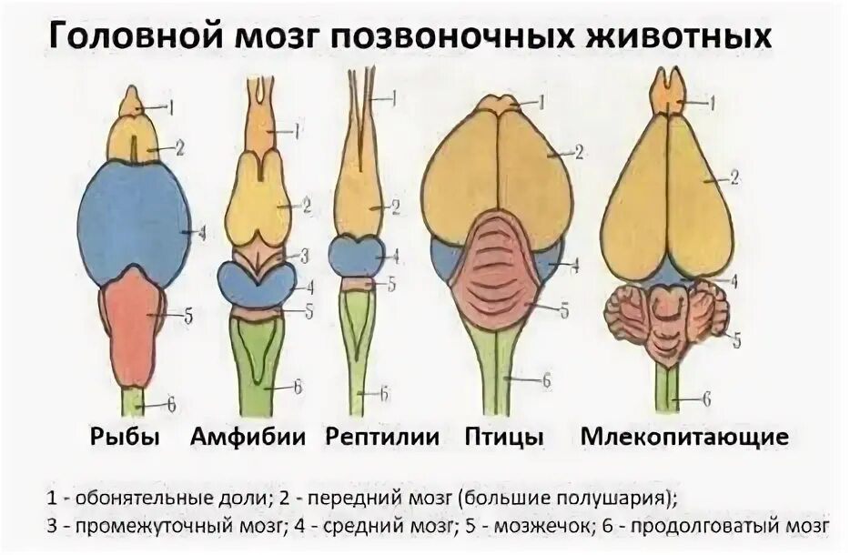 Мозг животных картинки ЕДИНЫЙ ИЛИ ТРИЕДИНЫЙ МОЗГ? В 1960-х Пол Маклином выдвинул теорию о триедином моз