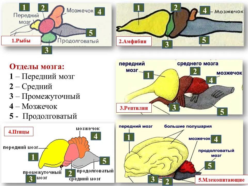 Мозг животных картинки Передний мозг фото Shkola-2.ru