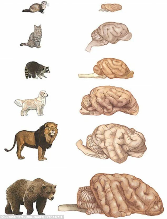 Мозг животных картинки Dogs really ARE smarter than cats Cat brain, Dog brain, Animal intelligence