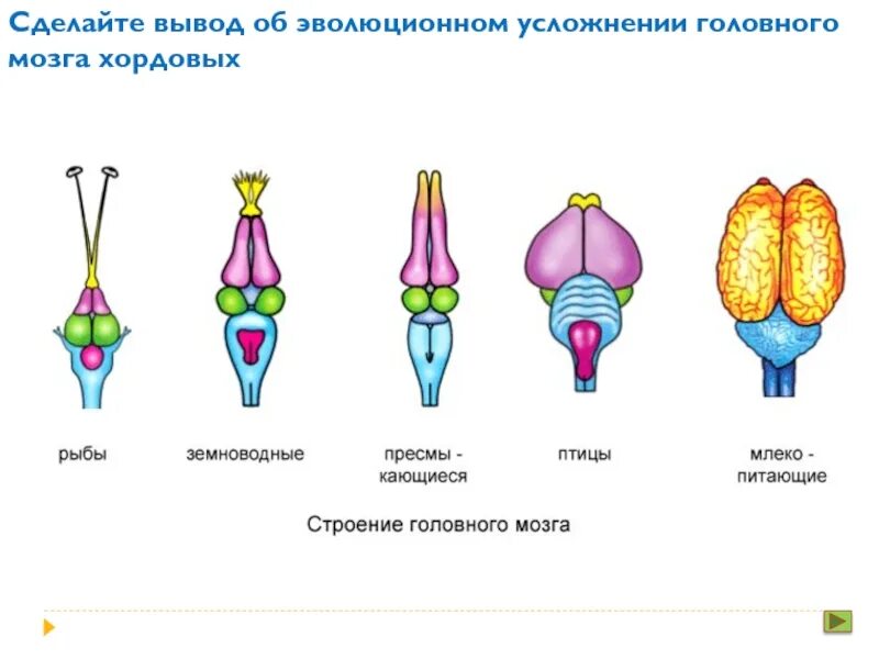 Мозг животных картинки Картинки СТРОЕНИЕ ГОЛОВНОГО МОЗГА ПОЗВОНОЧНОГО ЖИВОТНОГО