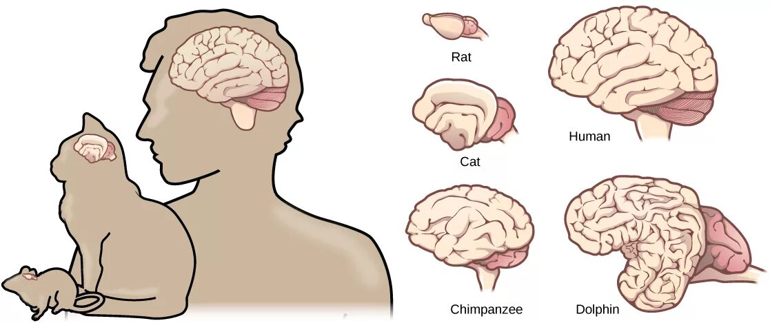 Мозги кошки фото The Central Nervous System Biology for Majors II