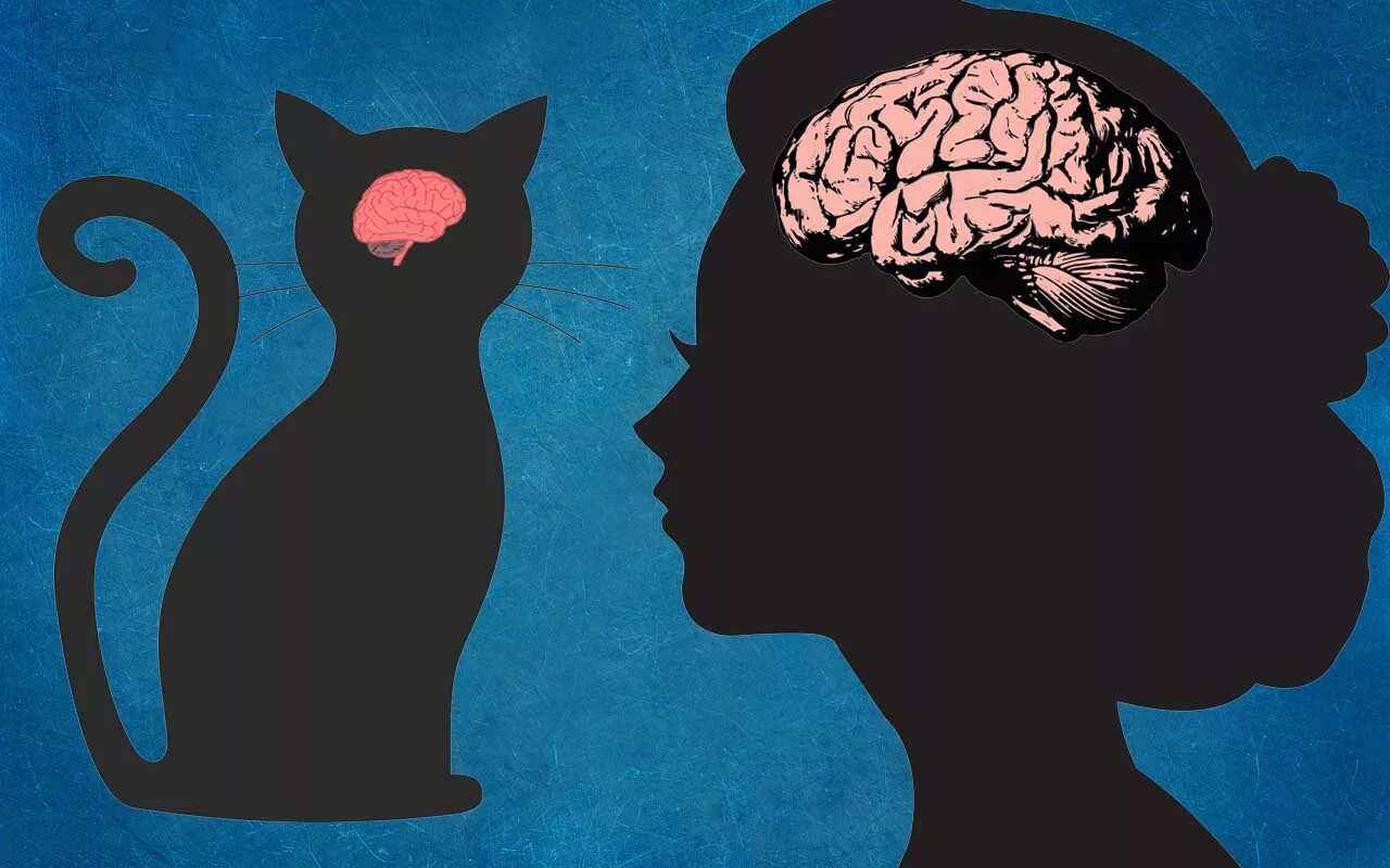 Мозги кошки фото 10 Fascinating Facts You Never Knew About Your Feline Friends