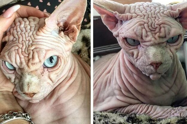 Мозги кошки фото This Cat Looks Like A Supervillain That Would Stroke Another Cat While Telling Y