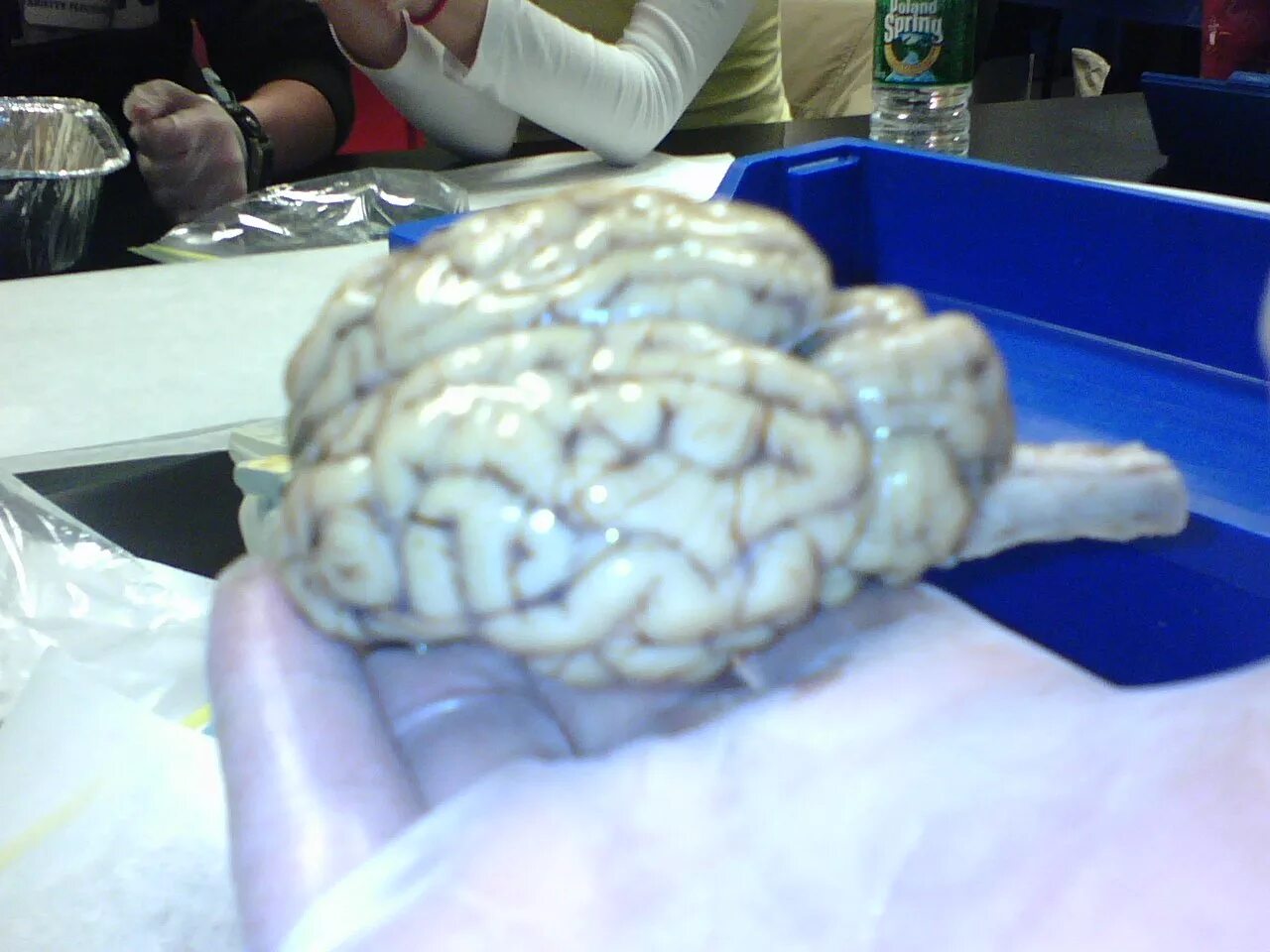 Мозги кошки фото Cat Brain Dissection