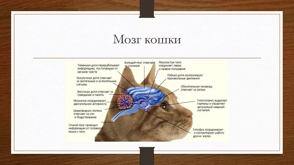 Мозги кошки фото Коты в мире атомов и веществ - online presentation