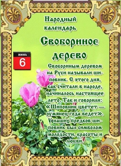 Народный календарь на 2024 год на каждый 6 июня - День Никиты Столпника. Свобориное Дерево - шиповник. - Прочее