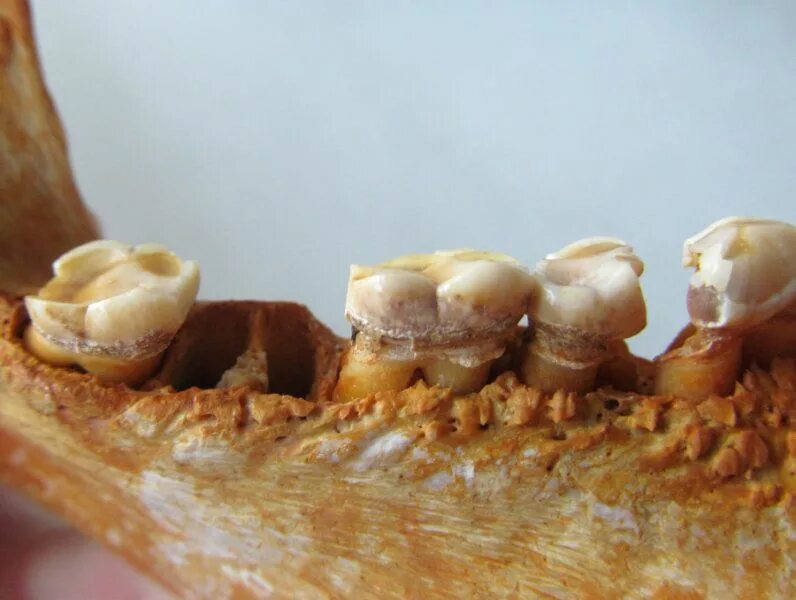 Нарост на зубах фото New research analyses the behaviour of primates based on teeth remains Behavior,