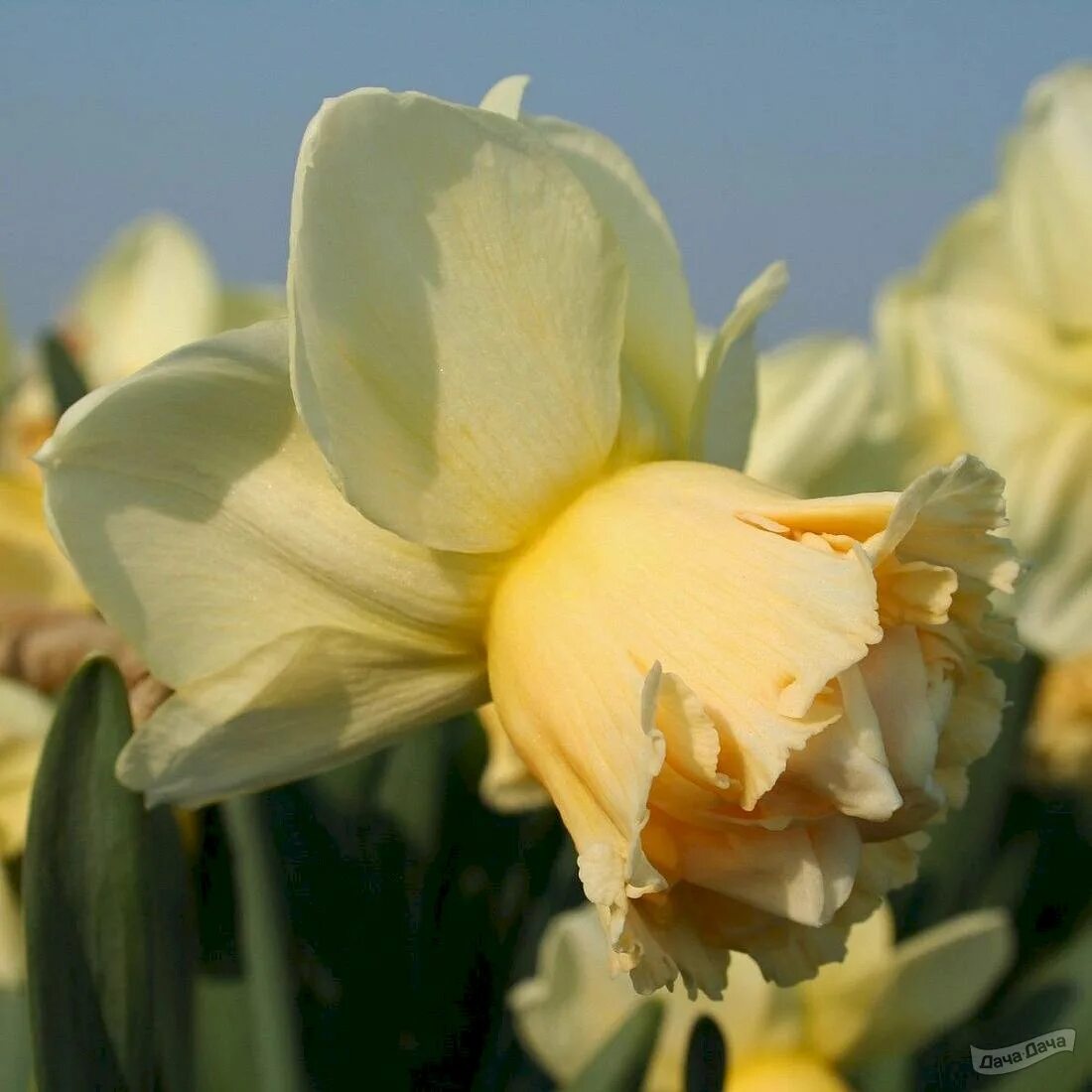 Нарцисс арт дизайн фото Нарцисс Арт Дизайн (Narcissus Art Design) - описание сорта, фото, саженцы, посад